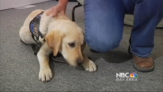 The Rolando family of San Jose hope to raise $10,000 to buy a specially trained dog for their son, Armen. The dog is part of 