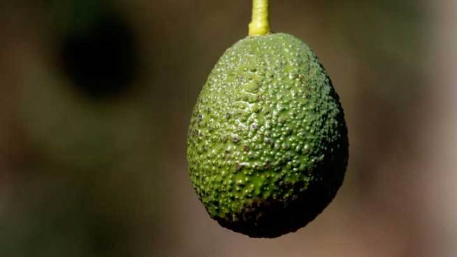 Avocado farmers in Santa Paula will be pulling all-nighters trying to keep avocado trees from freezing. As the Super Bowl approaches, guacamole lovers share the farmers concerns. Lolita Lopez reports from Santa Paula for the NBC4 News at 5 p.m. on January 10, 2013.