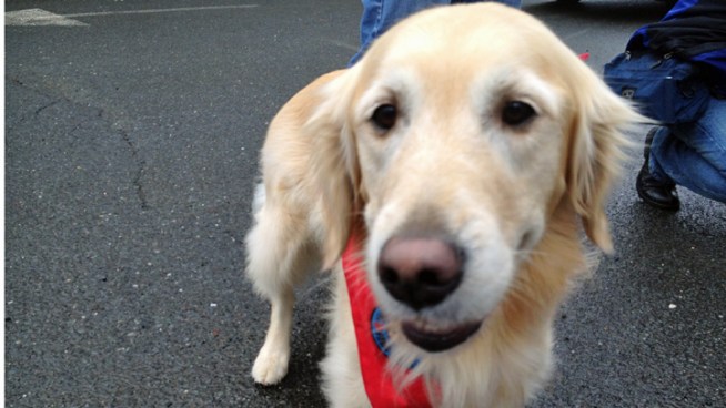 There were additional four-legged counselors on the streets of Newtown Tuesday as dogs came to town to bring comfort to the hurting.