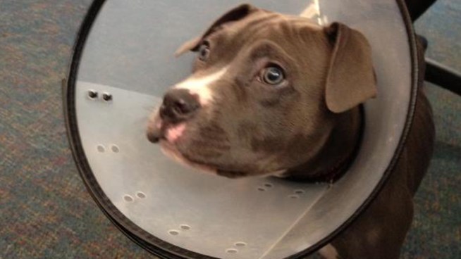 A puppy had just been adopted when thieves broke in to his kennel and stole him. But thanks to good police work, Opie is back with his new family.