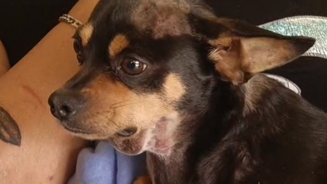 A San Jose man is in jail, charged with shooting a neighbor's Chihuahua with a high-powered BB gun. Damian Trujillo reports.