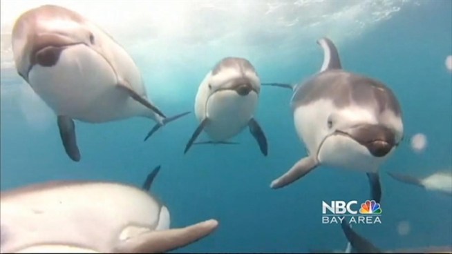 A Martinez man caught some incredible video of dolphins chasing down a fishing boat.