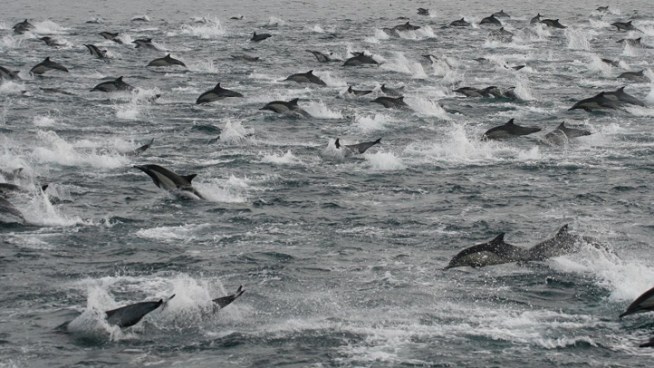 Thousands of Dolphins Spotted Near San Diego Dolphinsinsd