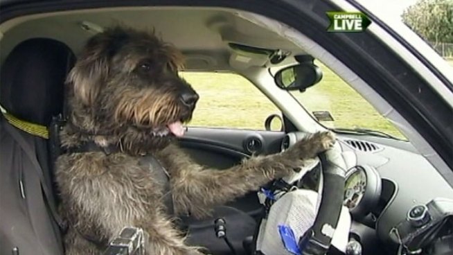 A New Zealand charity has trained several rescue dogs to drive cars as part of the group's effort to show how intelligent the canines can be. Whit Johnson and Kathy Vara react on the NBC4 News at Noon on Dec. 5, 2012.