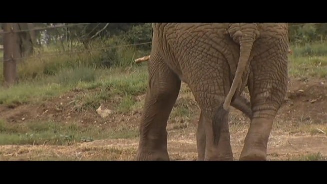 The Oakland Zoo is tracking elephants with GPS devices. The information about where elephants go and what they do helps scientists. The study is part of a national effort to see how elephants fare in captivity. Joe Rosato Jr. reports.
