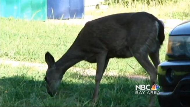 A newborn fawn decides to take a rest in Pacific Grove.
