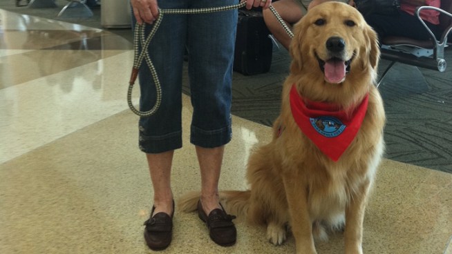 NBC Bay Area's Damian Trujillo spends a day at the airport with a companion who really knows how to comfort troubled passengers.