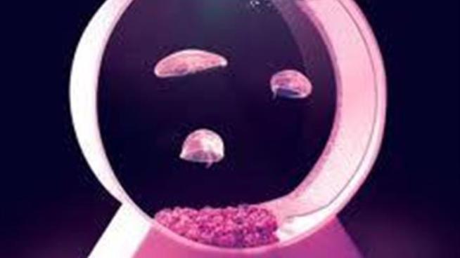 NBC Bay Area's Brent Cannon sits down with a local jellyfish tank maker about the rising demand for the famed fish and about the website that is allowing artists to fund their creative projects.