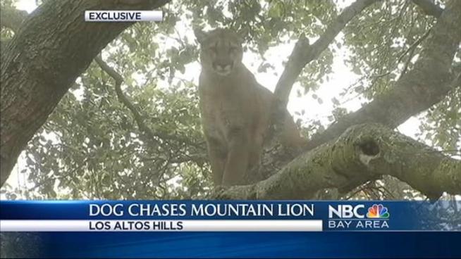 A German Shepard named Cody chased a big cat up a tree this morning. Fish and Game got involved because the 