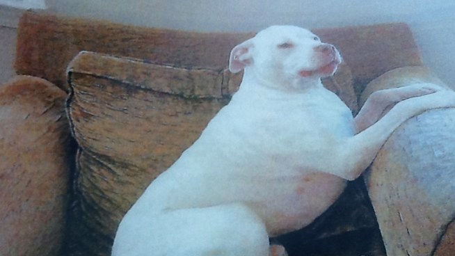 On the heels of several high-profile pit bull attacks in the Bay Area, a Solano County community is taking matters into its own hands to protect itself.