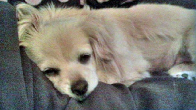 Monte Francis talks to a woman who watched her dog get slammed to its death during a robbery Friday night in San Francisco.