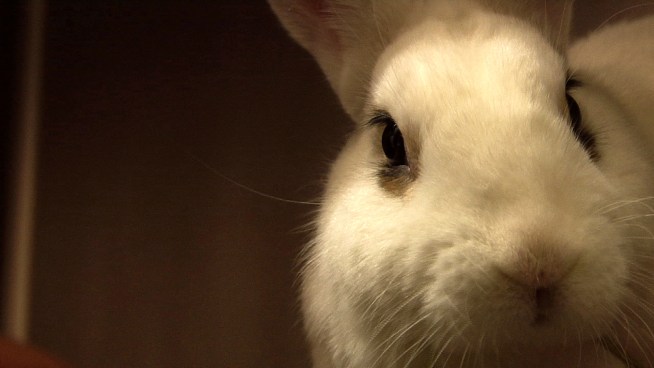 Marcy Schaaf says running the all-volunteer group, SaveABunny, is a full time job. And then some. Ask her why she works so hard and the answer, she says, is easy: each bunny she doesn't save is a bunny that doesn't survive.