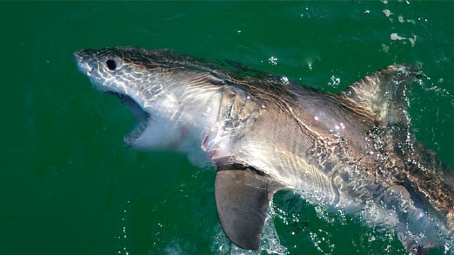 The California Fish and Game Commission on Wednesday will decide whether to take the first steps toward designating the great white shark as an endangered species. NBC Bay Area's Scott Budman reports.