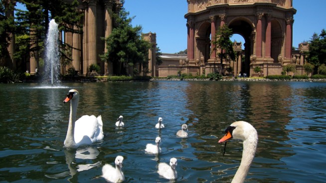 Like the story of Swan Lake, the themes of good and evil dueled in the murky lagoon of San Francisco s Palace of Fine Arts.