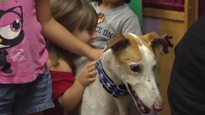 Audi the greyhound was pulled from the tracks and has found his new calling as a therapy dog, becoming quite a star in Irving.