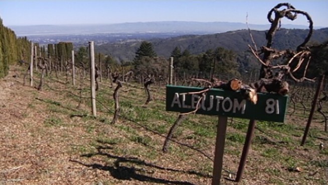 The weather has been beautiful this winter here in the Bay Area. Scott Budman explains why that is not good for grape crops.