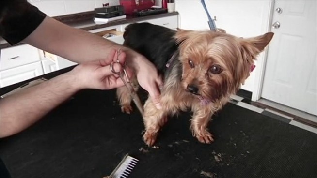 A California lawmaker has written a bill requiring pet groomers to get vocational training as well as a license in order to groom pets.  NBC Bay Area's Kris Sanchez explains.