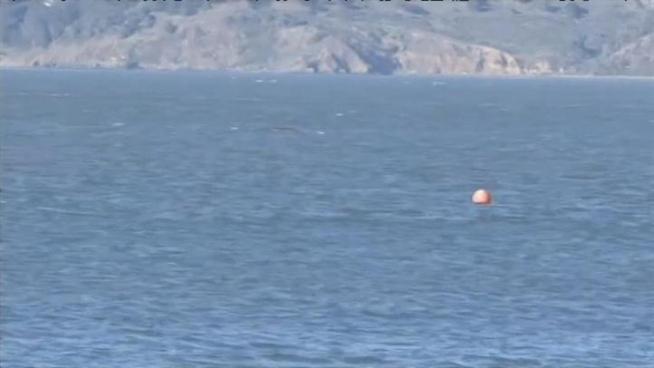 Boaters inside the Golden Gate are being warned to be on the look out for a mother whale and her calf. 