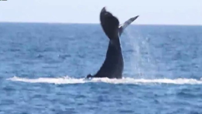 Boaters off the coast of Dana Point were treated to a rare and flamboyant appearance by a humpback whale. Spectators called it a wave, but the humpback was actually displaying a behavior called 