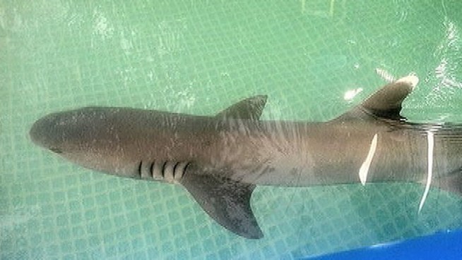 The American Humane Association is looking into the death of a shark during a K-Mart commercial shoot in Van Nuys. The animal safety representative noticed the shark was experiencing distress while on the shoot. The shark died shortly after it was transported to an aquatic facility. Jane Yamamoto reports from North Hollywood for the NBC4 News at 5 p.m. on March 15, 2013.