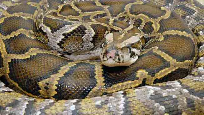 Counter Intelligence: Fla. to Unleash Python Hunters