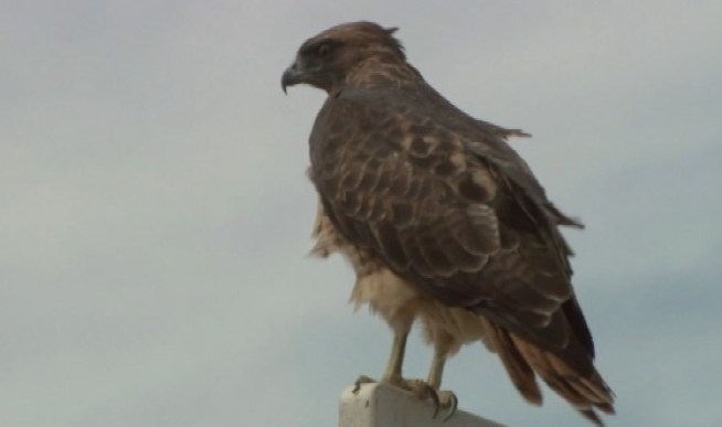 BART's board is poised on Thursday to approve spending $5 million to reimburse contractors who have spent the last year doing everything in their power to ward off birds - many of them federally protected - which have been nesting and laying eggs along the railway lines under construction from Fremont to San Jose. Kris Sanchez reports.