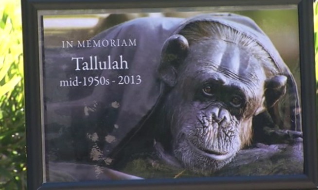 The zoo is mourning the loss of one of its oldest animals. Tallulah the chimp died Sunday after a long illness. Joe Rosato Jr. shows us how her long life is helping other older animals.