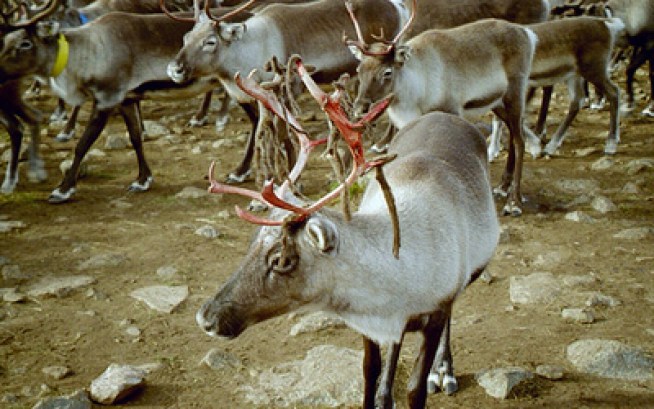 Are Santa's Reindeer Female?