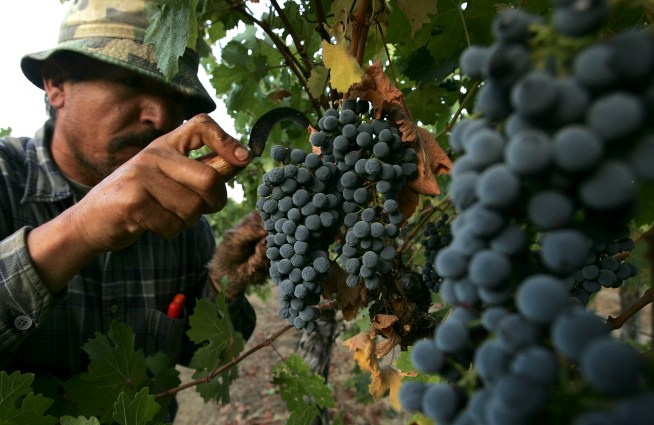 Growers Glum About Grape Glut