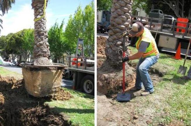 Two Trees for Dolores 