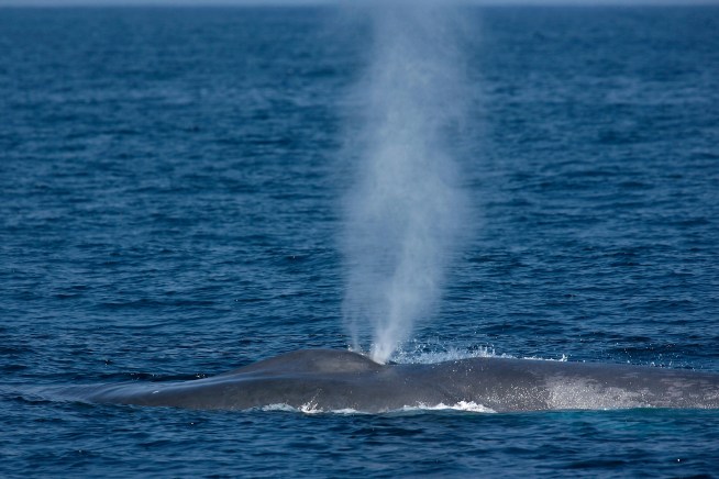 Is That a Whale in Your Ocean?
