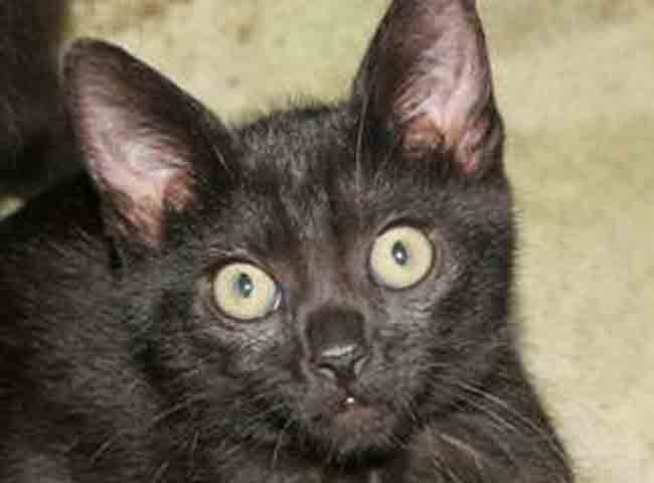 Jim Beam is Adopted, Jack Daniels Stolen