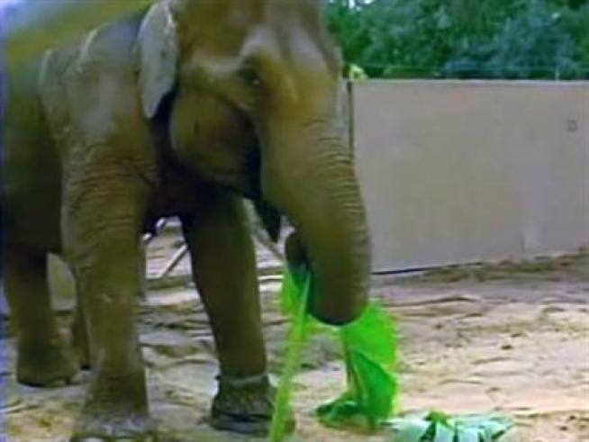Raw video of an elephant at the <a title=
