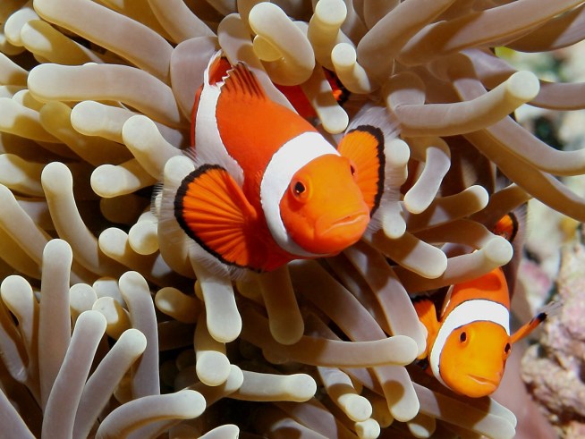 http://media.nbcbayarea.com/images/654*491/ClownFish.jpg