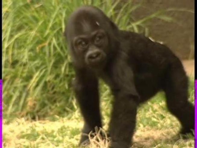 One of the San Francisco Zoo's newest babies plays in the gorilla yard in front of media for the first time in his life.