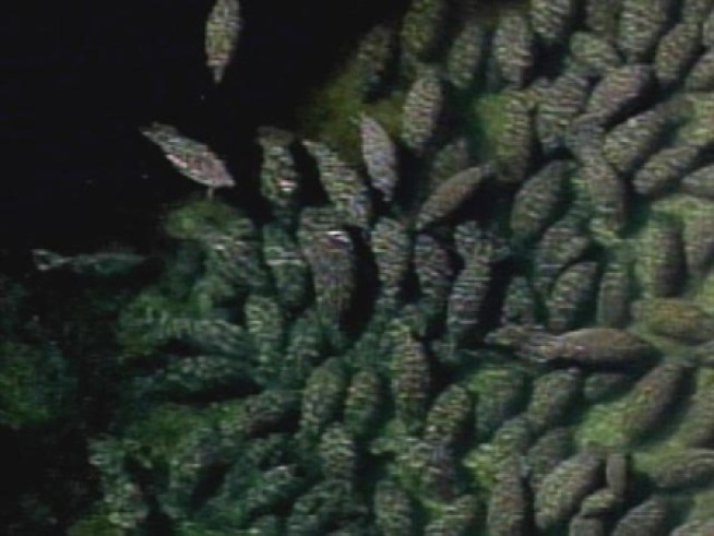 Hundreds of manatees have huddled together in the warm waters of Florida's Blue Springs State Park.