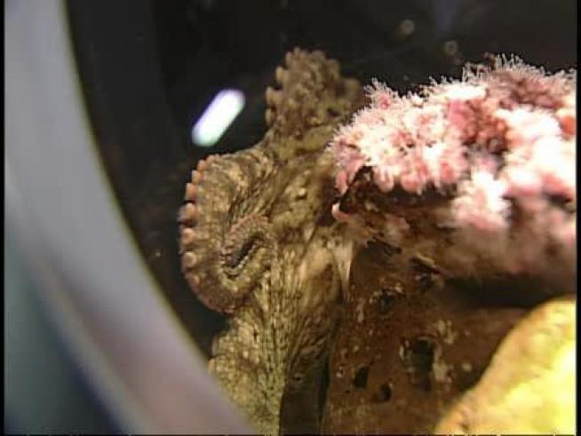 A gregarious and sometimes curious octopus causes a mess at the <a title=