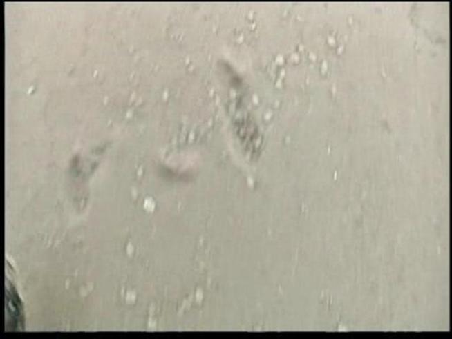 Salps have invaded the Jersey Shore.