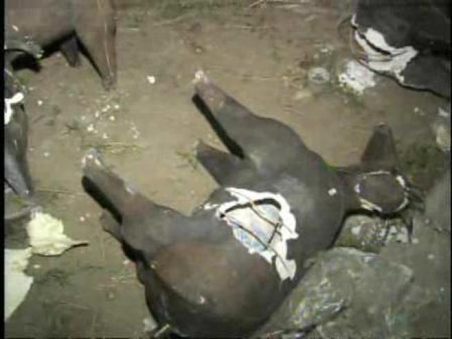 Agents find drugs hidden inside donkey statues.
