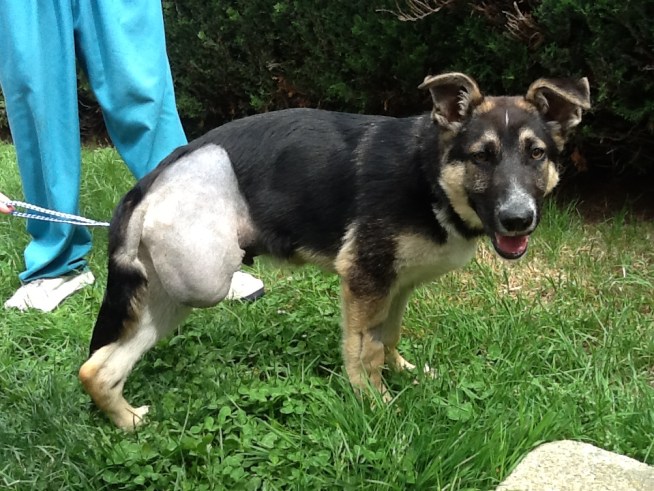 A dog nicknamed 