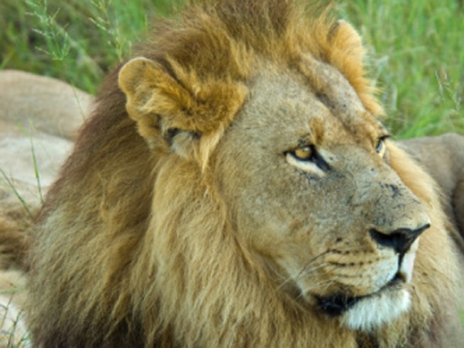 Welcome Back to the Lion House