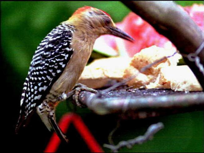 Pesky Peckers Pose Problems for Rossmoor Retirees