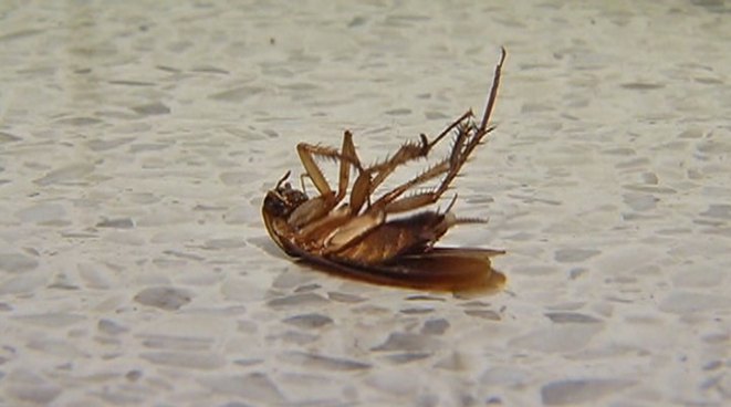 The cockroach is a notoriously creepy escape artist. Now, researchers at the University of California, Berkeley have figured out the insect manages to skitter out of sight without getting swatted.
