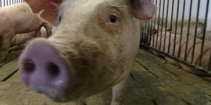 Swine Flu in San Diego, Kansas, Texas, Maybe NY