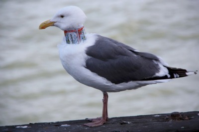 Collared gull