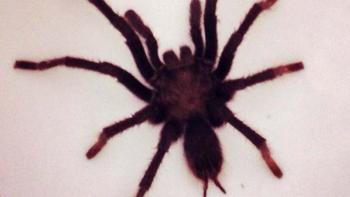 Giant spiders all over San Diego. Here's why – NBC 7 San Diego