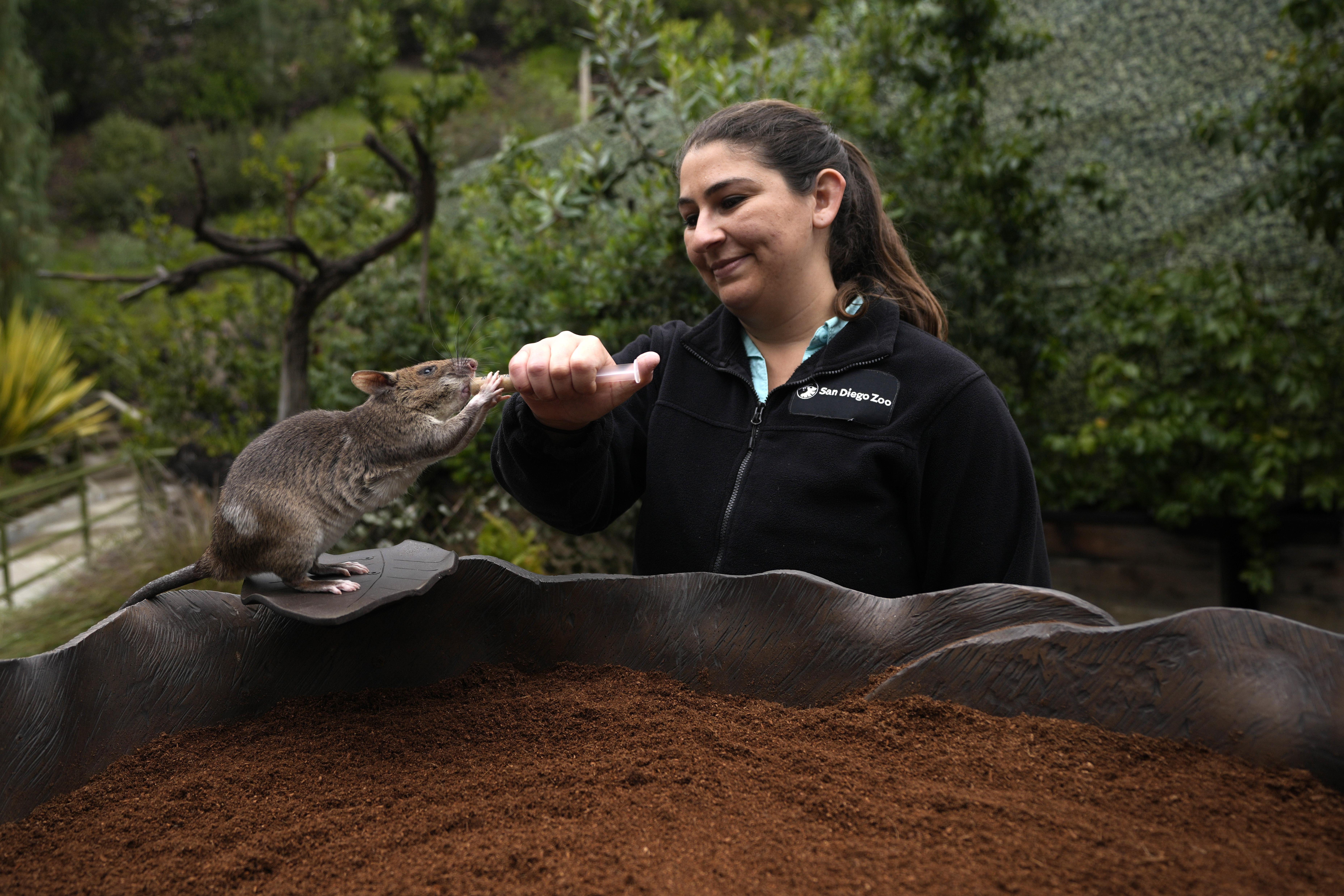 San Diego Zoo wildlife care specialist Lauren Credidio provides a treat to Runa after she searched and found a pouch of chamomile tea during a presentation at the zoo Thursday, April 13, 2023, in San Diego. African giant pouched rats like Runa are best known for ferreting out landmines and other explosive material on old battlefields in Angola, Mozambique and Cambodia, earning them the nickname “hero-rats.” Efforts are underway to expand the use of their keen sense of smell to finding people trapped in collapsed buildings, detecting diseases in laboratory samples and alerting officials to illegal goods at ports and airports. (AP Photo/Gregory Bull)