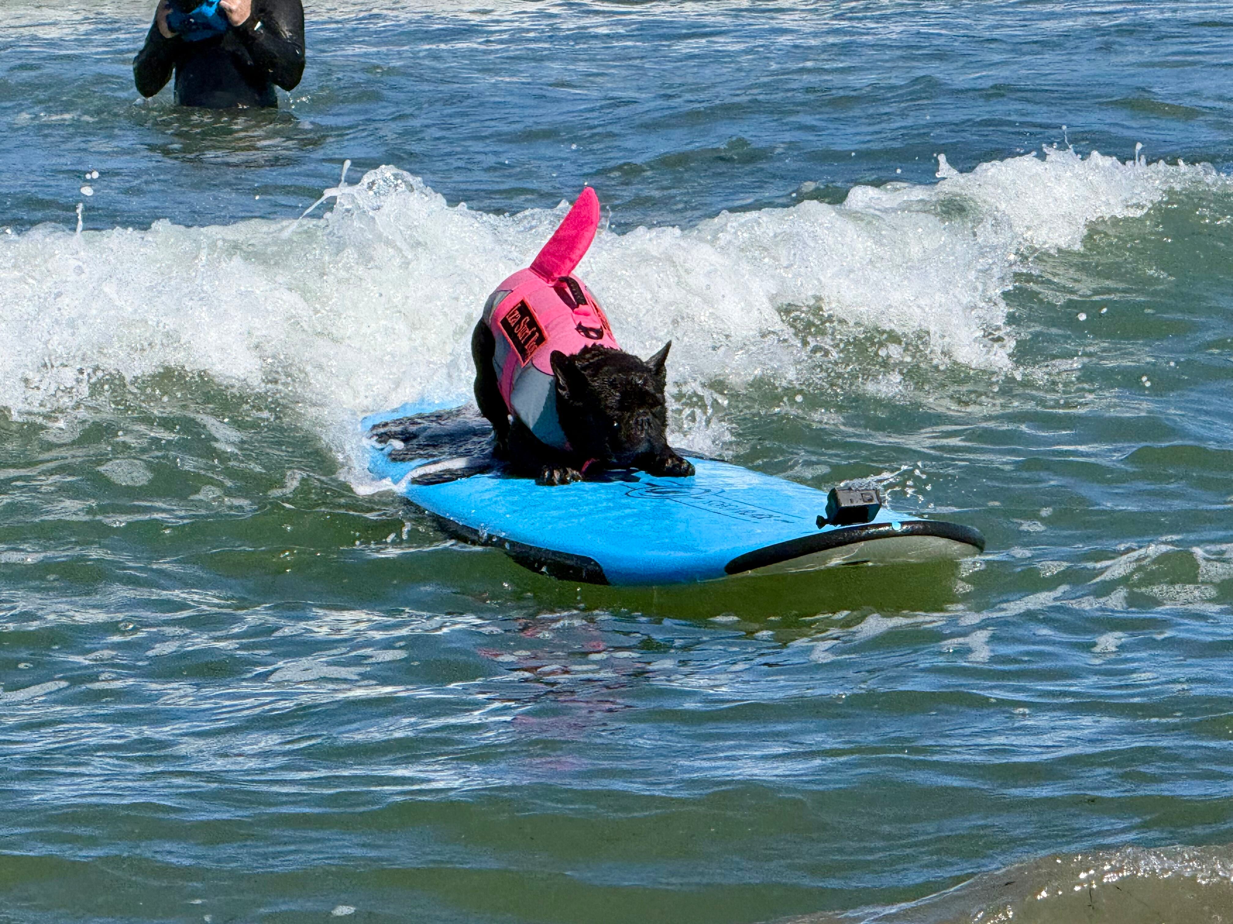 A dog catches a wave during the World Dog Surfing Championships, Saturday, Aug. 1, 2026, in Pacifica, Calif.