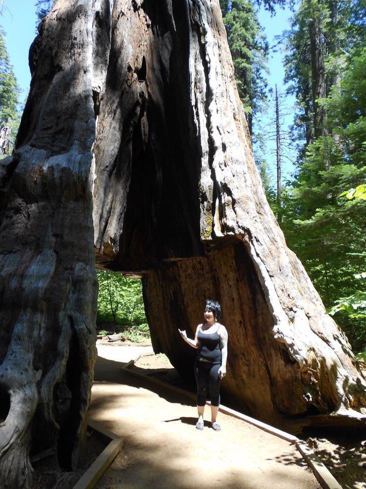 Remembering The Famous Pioneer Cabin Tree Nbc Bay Area