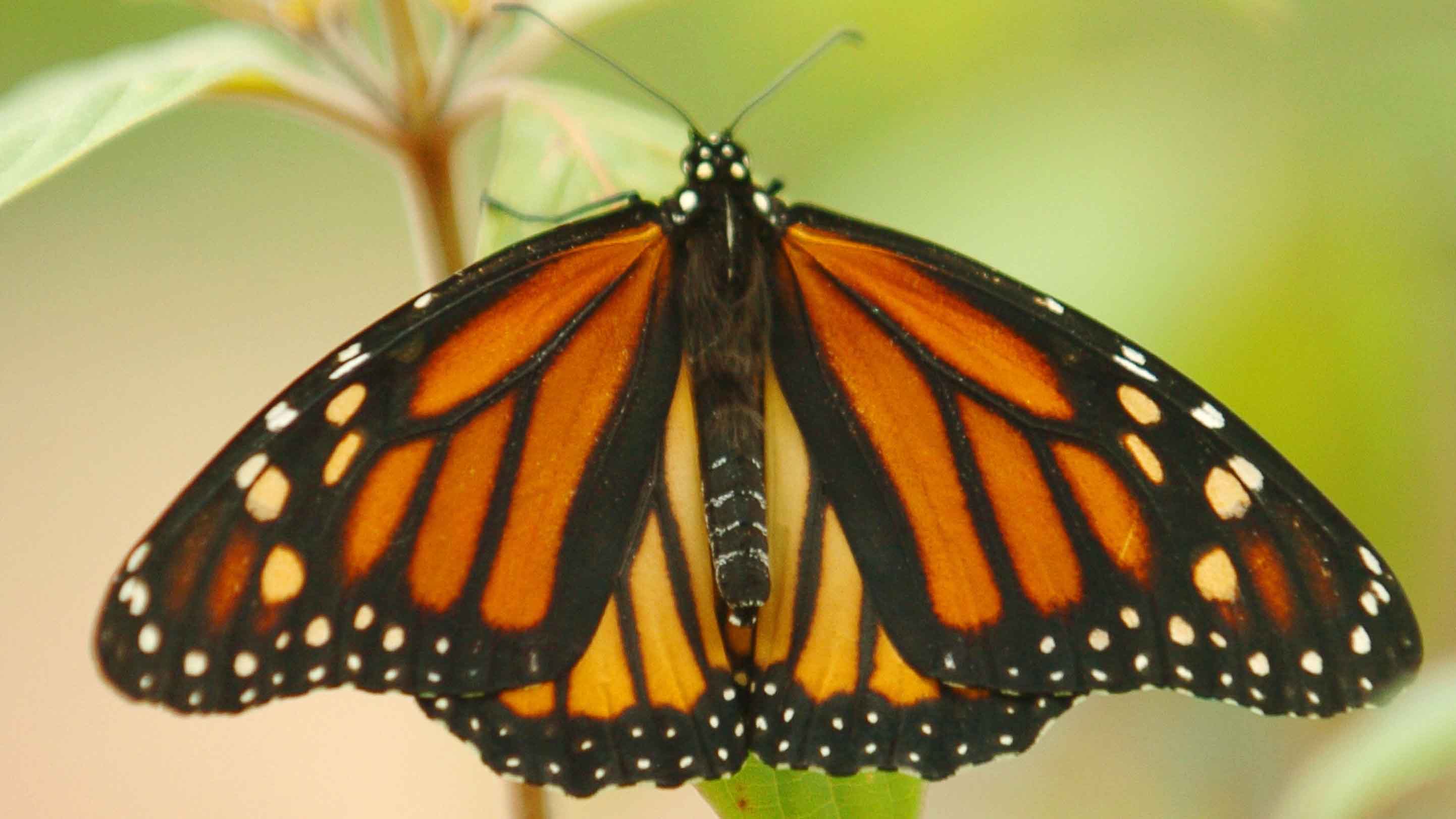 Annual migration of monarch butterflies in California shows sign